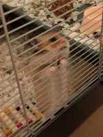 Syrian Hamster Emerald.webp