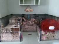 KAGE'S 2ND EXTENSION.webp