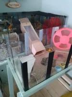 KAGE'S WHOLE SET-UP.webp