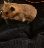 Tino age 2 and 5 days.webp