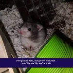 DIRTY NOSE AND PAWS.webp DIRTY NOSE AND PAWS.webp