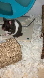 IMG_0052.webp IMG_0052.webp