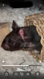 IMG_0416.webp IMG_0416.webp