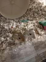 20250411-010553.webp 20250411-010553.webp