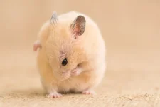 hamster-Bily.webp