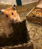 Higgins Syrian Hamster in playpen.webp