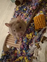 IMG_2746.webp IMG_2746.webp