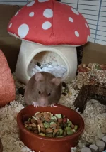 IMG20260302163809.webp IMG20260302163809.webp