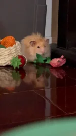 IMG_2947.webp IMG_2947.webp