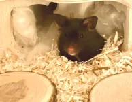 Nr Nibbles the hamster.webp