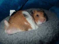 P3200129 (2) resized.webp