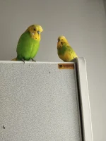 1000000471.webp