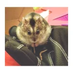 Waffles dwarf hamster.webp