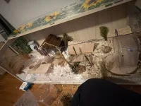 image.webp