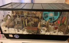 syrian hammie barred cage setup.webp syrian hammie barred cage setup.webp