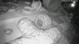 vlcsnap-2026-07-17-09h52m18s773.webp
