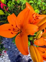 PXL_20260619_090527820-EFFECTS.webp
