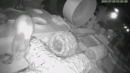 vlcsnap-2026-07-29-11h12m58s400.webp
