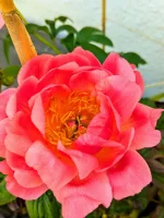 PXL_20260524_153118024.PORTRAIT-EFFECTS.webp