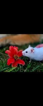 Screenshot_20260808_163041_Gallery.webp Screenshot_20260808_163041_Gallery.webp