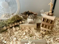 Rosie!.webp