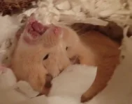 Yawn cropped.webp