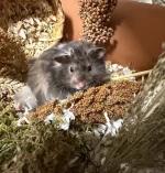 Long haired Syrian Hamster.webp
