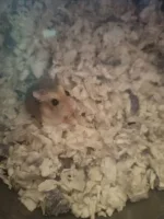 Orko in bedding.webp