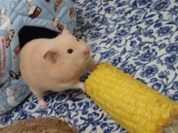 P9091001.jpg P9091001.jpg