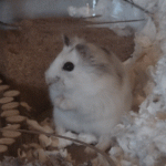 20230414_193532.gif