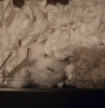 20230418_075303.gif