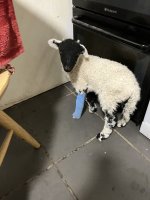IMG_0498.jpeg