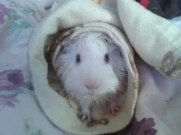 Mooli bath.webp