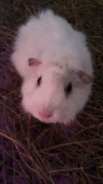 Mooli in hay.jpg Mooli in hay.jpg