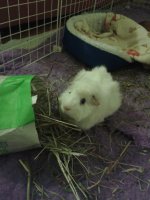 Mooli in cage.jpg Mooli in cage.jpg