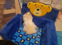 Cinnamon chair 2.webp