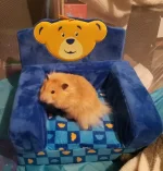 Wally chair small.webp