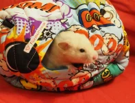 P1161871 cropped.webp