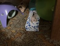 Raffy tissue box cropped.jpg