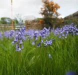 Bluebells cropped.jpg