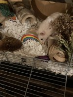 IMG_0593.jpeg