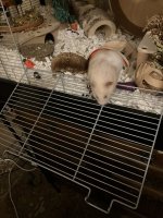 IMG_0594.jpeg
