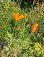 IMG_0950.webp IMG_0950.webp