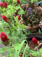 IMG_0951.jpeg