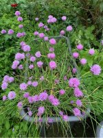 IMG_0952.jpeg