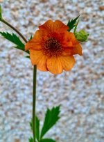 IMG_0953.jpeg