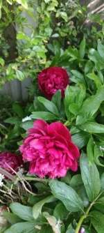 IMG_20230518_092056.jpg