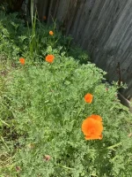 IMG_0203.jpeg