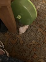 IMG_0613.jpeg