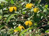 IMG_0957.jpeg